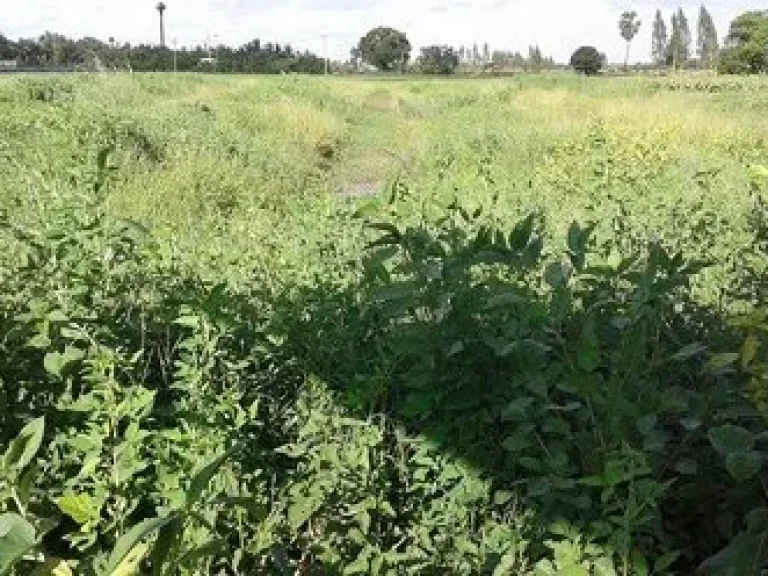 ขายที่ดิน2ไร่ ติดถนนและคลอง อศรีประจันต์ จสุพรรณบุรี