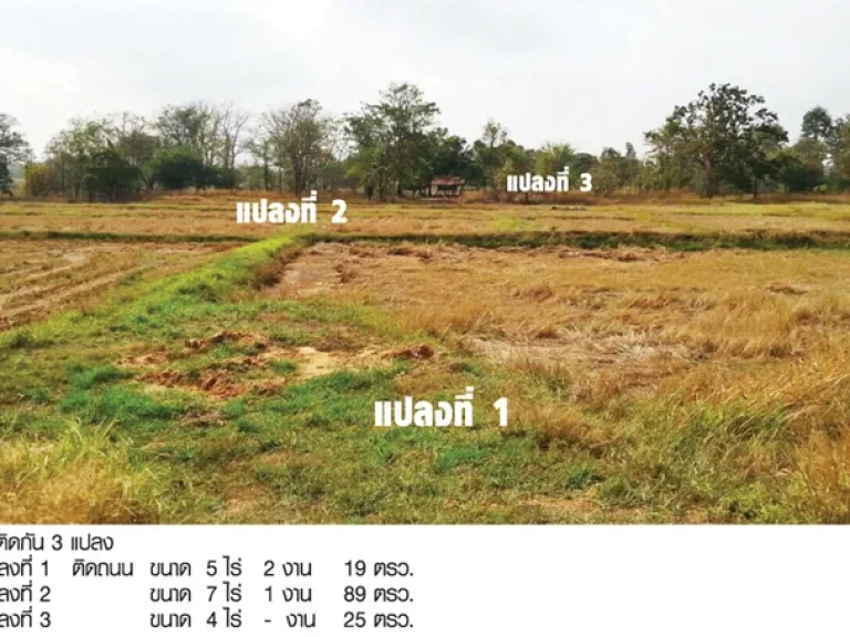 ขายที่ดิน 17 ไร่ 23 ตรว จังหวัดชัยภูมิ