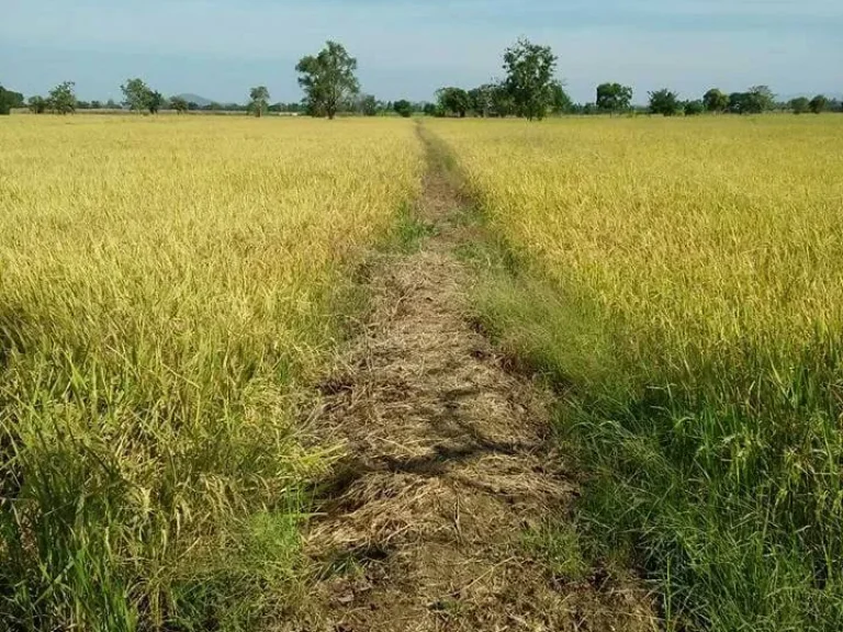 ที่ดินติดทางสาธารณะ ติดแหล่งน้ำ อวิเชียรบุรี จเพชรบูรณ์