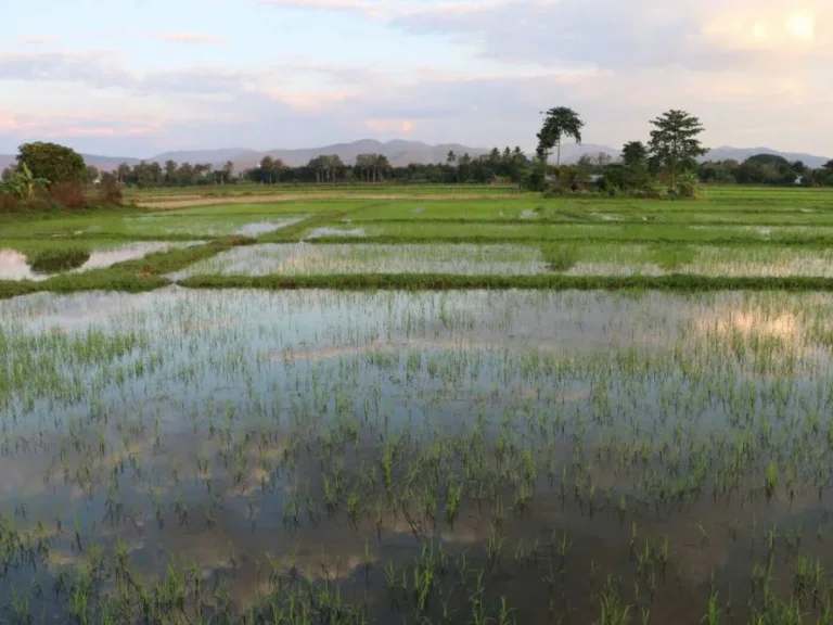 ขายที่ดิน เหมาะทำหมู่บ้าน จัดสรร เจ้าของขายเอง