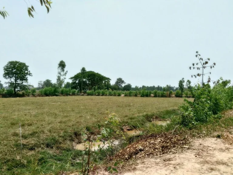 ที่ดิน บ้านหนองหลุบ 300 เมตร จากถนนขอนแก่น-ชุมแพมะลิวัลย์