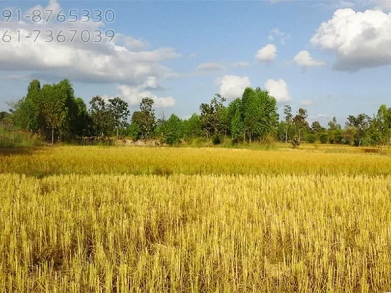 ขายที่ดินโฉนด 100 ไร่ น้ำไม่ท่วม ใกล้ถนน ยโสธร-มุกดาหาร เหมาะทำเกษตร เลี้ยงสัตว์ ทำโซล่าเชลล์ ราคาถ กๆ