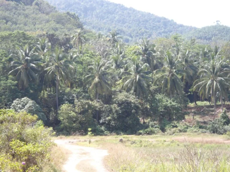 ขายที่ดิน ที่มีหาดทรายสวยที่สุดของเกาะยาวใหญ่ หน้ากว้างติดหาด440ม