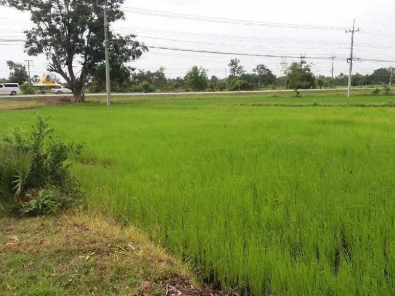 ขายที่ติดถนนหลวงโคราช-ขอนแก่น ราคาถูก