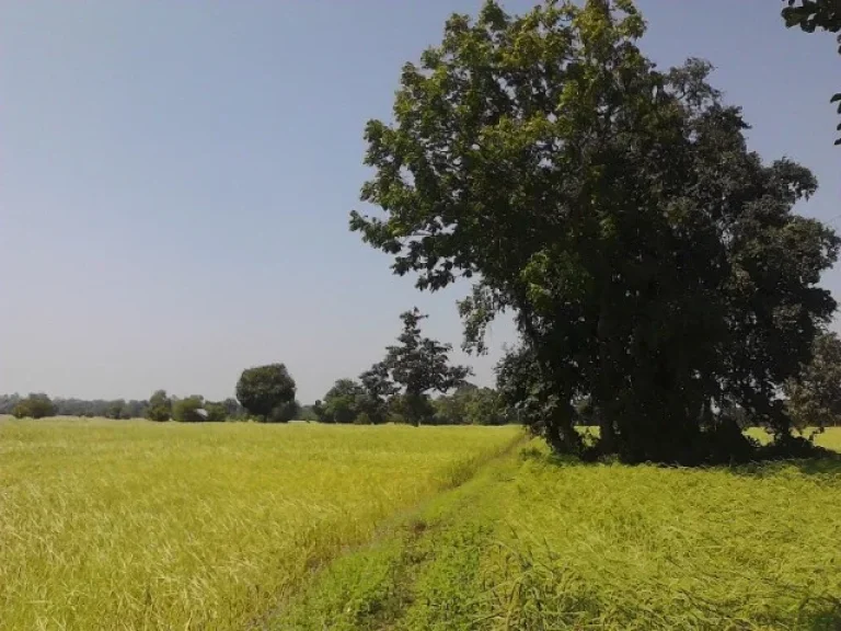 ขายที่ดินวาปีปทุม ติดถนนสายวาปีปทุม-อำเภอเมืองมหาสารคาม