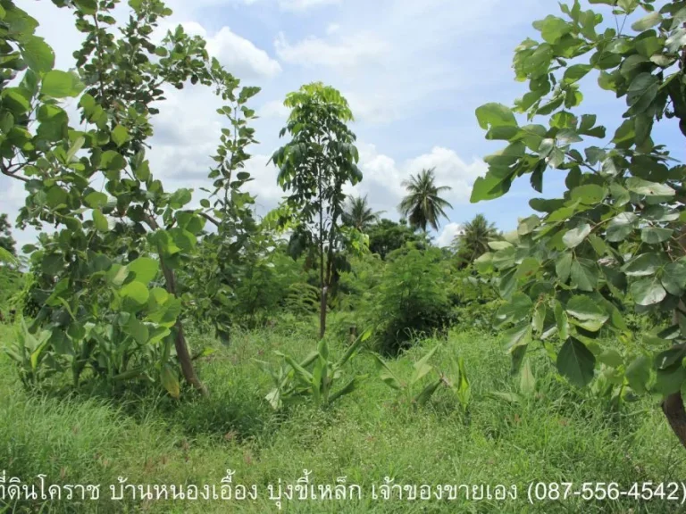 ที่ดินถมแล้ว 1 ไร่ 1 งาน 46 ตรว บ้านหนองเอื้อง ถนาตะโครก-กุดเวียน ตบุ่งขี้เหล็ก อสูงเนิน จนครราชสีมา