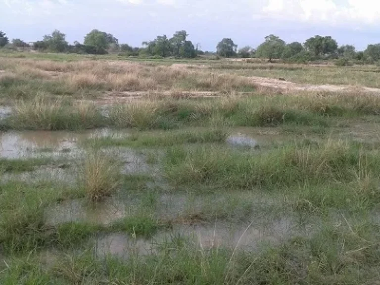 ขายด่วนที่ดินเพื่อการเกษตรมีถนนตัดผ่าน