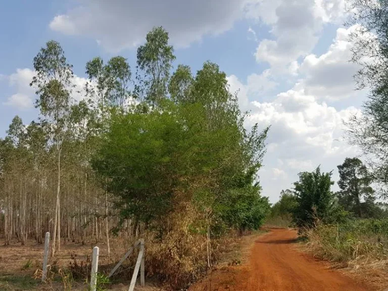 ขายที่ 10 ไร่ สวนยูคาลิปตัส อวัฒนานคร สระแก้ว ทางสาธารณะผ่าน น้ำไฟถึง ใกล้ชุมชน