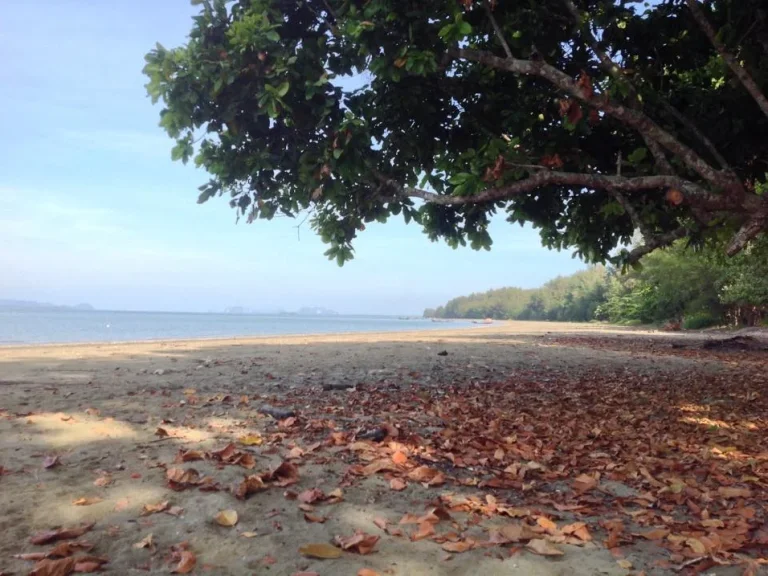 ขายที่ดินใกล้ทะเลหาดสำราญ จังหวัดตรัง แบ่งขายเป็นห้อง