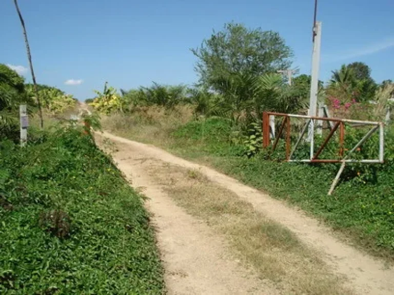 ขายทีดิน 59 ไร่ พร้อมสวนปาล์ม ติดถนนรพช อสวนผึ้ง