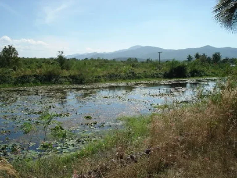 ขายทีดิน 59 ไร่ พร้อมสวนปาล์ม ติดถนนรพช อสวนผึ้ง