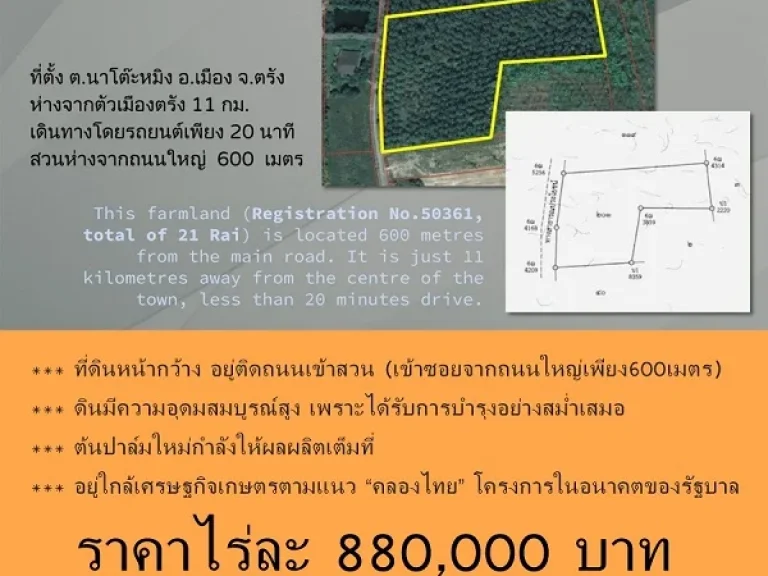 ขายถูก สวนปาล์ม21ไร่ กำลังให้ผลผลิต ตำบลนาโต๊ะหมิง จังหวัดตรัง ทำเลดี