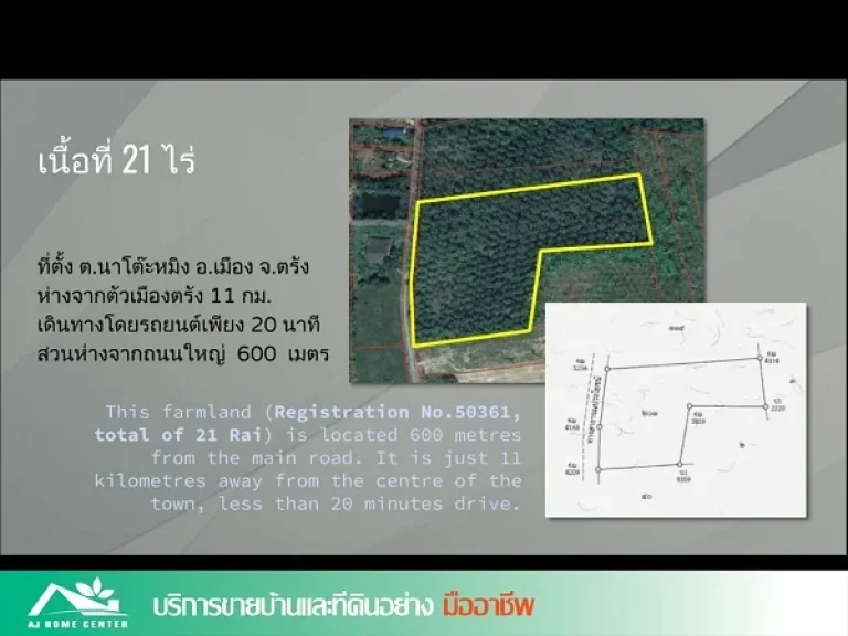 ขายถูก สวนปาล์ม21ไร่ กำลังให้ผลผลิต ตำบลนาโต๊ะหมิง จังหวัดตรัง ทำเลดี