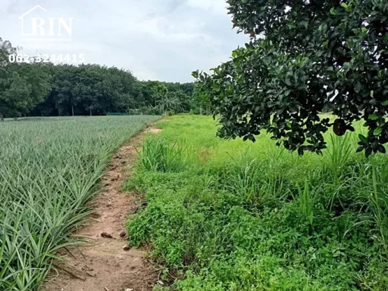 ที่ดินเปล่า 2 ไร่ ซอย 9 หลังวัดหนองระกำ นิคมพัฒนา ระยอง