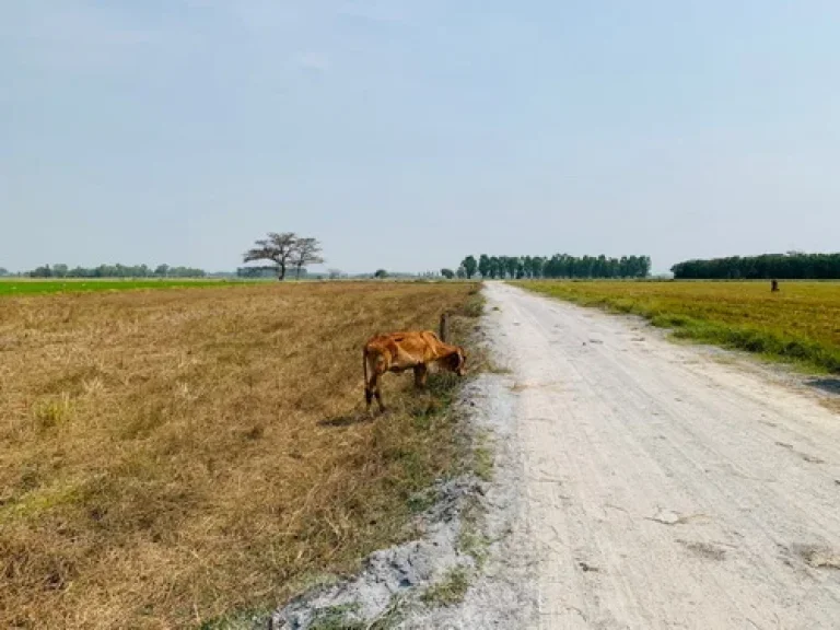 ขายที่ดิน 3511 ตรว ที่ดินสวย ทำเล ตหนองโอ่ง ออู่ทอง จสุพรรณบุรี