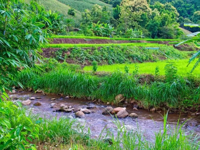 ขายที่ดินวิวเนินดอย ติดธารน้ำ ท่าผ่า แม่แจ่ม เชียงใหม่