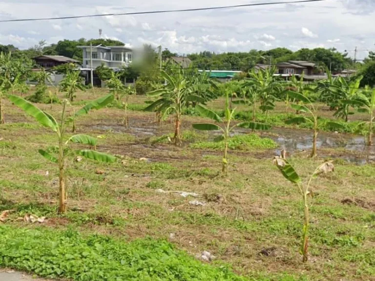 ขายที่ดินติดถนนเลี่ยงเมือง ป่าแดด เขตเมือง ราคาถูก