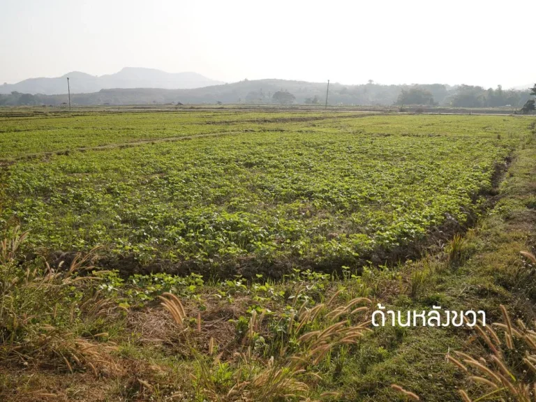 ที่นา บ้านน้ำแก่น จังหวัดน่าน 2-1-68 ไร่ ติดถนนดำ ไฟฟ้าถึง ไร่ละ125 ล้าน