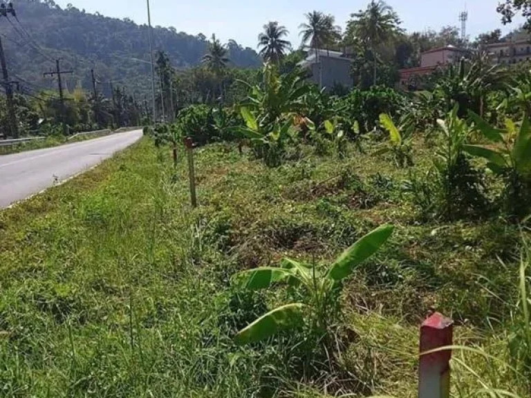 ขายที่ดินถลาง ภูเก็ต ใกล้หาดในทอน ใกล้สนามบินนานาชาติภูเก็ต