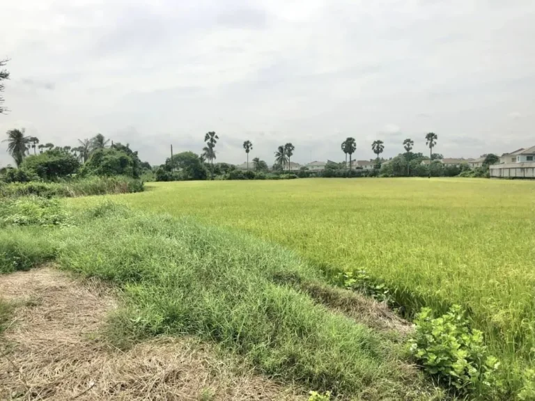 ขายที่ดินติดถนนราชพฤกษ์ ปากเกร็ด นนทบุรี