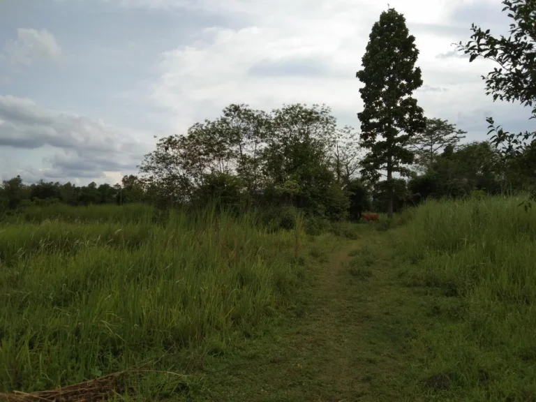 ขายที่ดิน ติดถนน ติดลำเหมือง เหมาะสำรับทำการเกษตร หรือว่าบ้านสวน บ้านจัดสรร ใกล้ชุมชน บ้านศรีวังธาร ตป่าไผ่ อสันทราย จเชียงใหม่