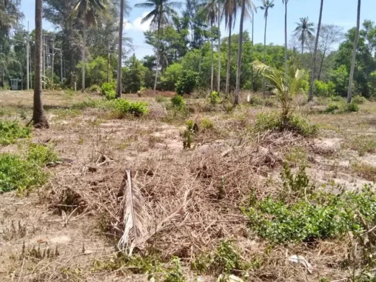 ขายที่ดินติดทะเล หาดไม้ขาว ภูเก็ต