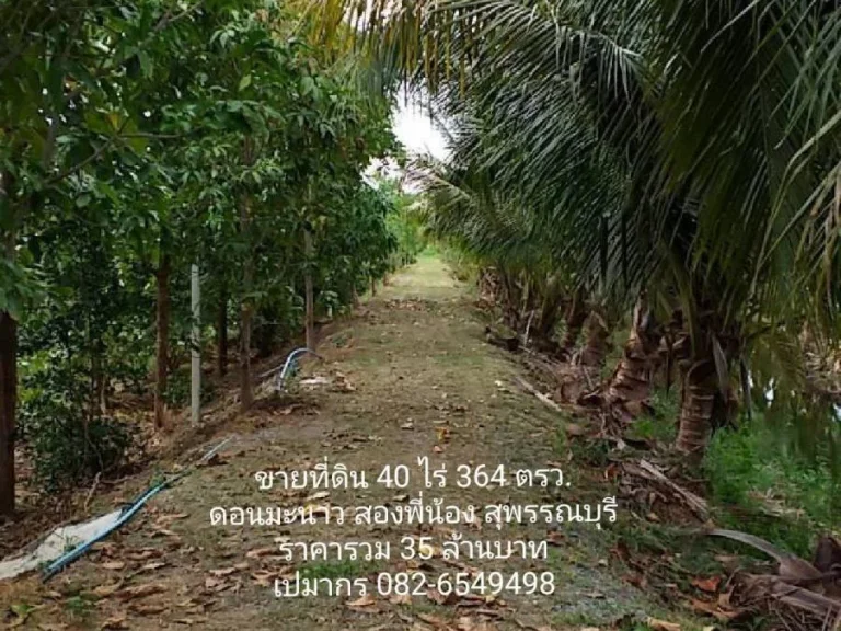 ขายที่ดินพร้อมสวนเกษตร โกดัง และ บ้านพัก พท 40 ไร่ 364 ตรวอยู่ดอนมะนาว สุพรรณบุรี