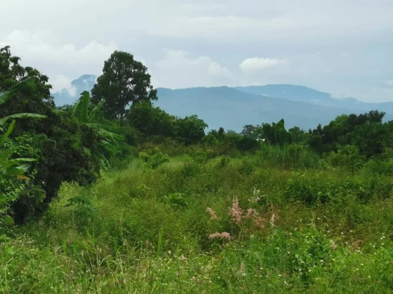 ขายที่ดินติดแม่น้ำปิงหน้ากว้าง 100 เมตร จอมทอง ราคาถูก