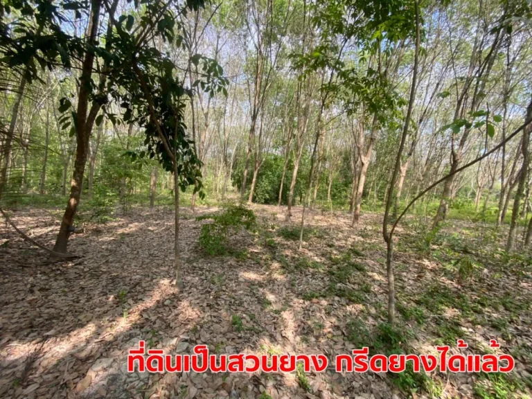 ขายที่ดิน 9-3-77 ไร่ หน้ากว้าง 80 เมตร ติดถนนสุขุมวิท ระยอง