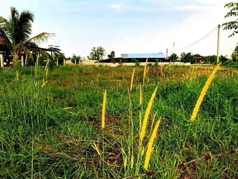 ขายที่ดินแปลงนี้ ด่วน ตำบลนาดี อำเภอเมือง จังหวัดอุดรธานี