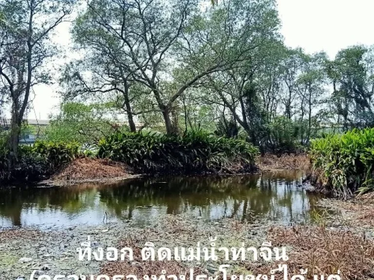 ขายที่ดิน สวนมะพร้าว 11-3-10 ไร่ ติดแม่น้ำท่าจีน สมุทรสาคร