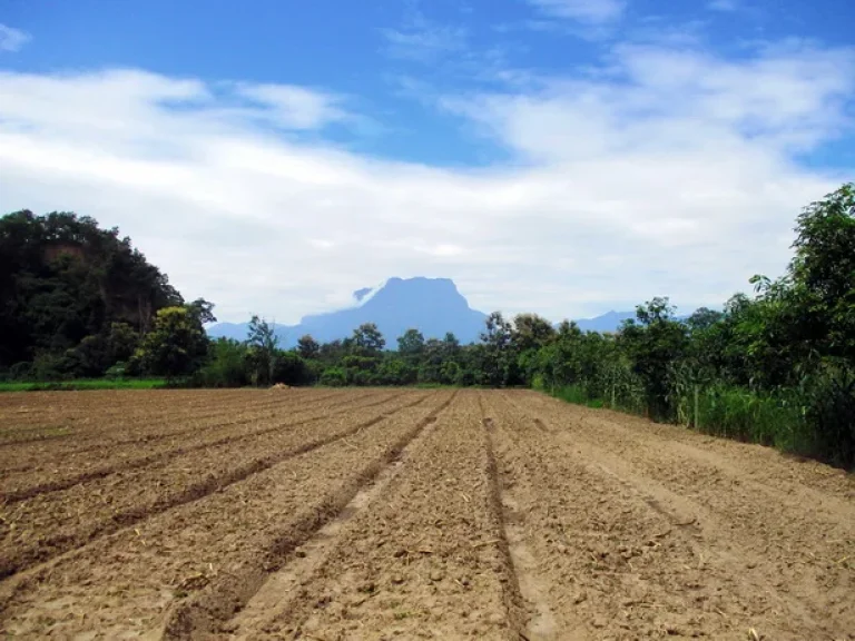 เชียงดาว ริมแม่น้ำ วิวสวย 11ไร่ 74 5600000 บาท