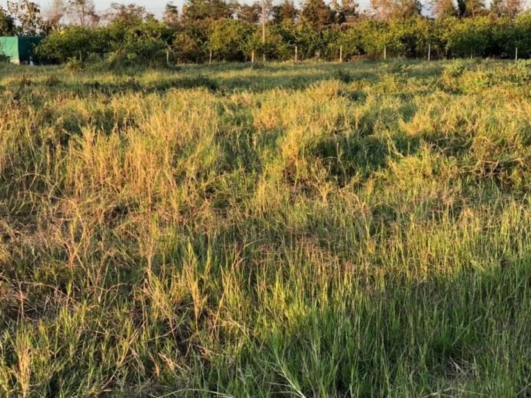 ขายที่ดินวิวภูเขาและวิวทุ่งนา อแม่ริม จเชียงใหม่