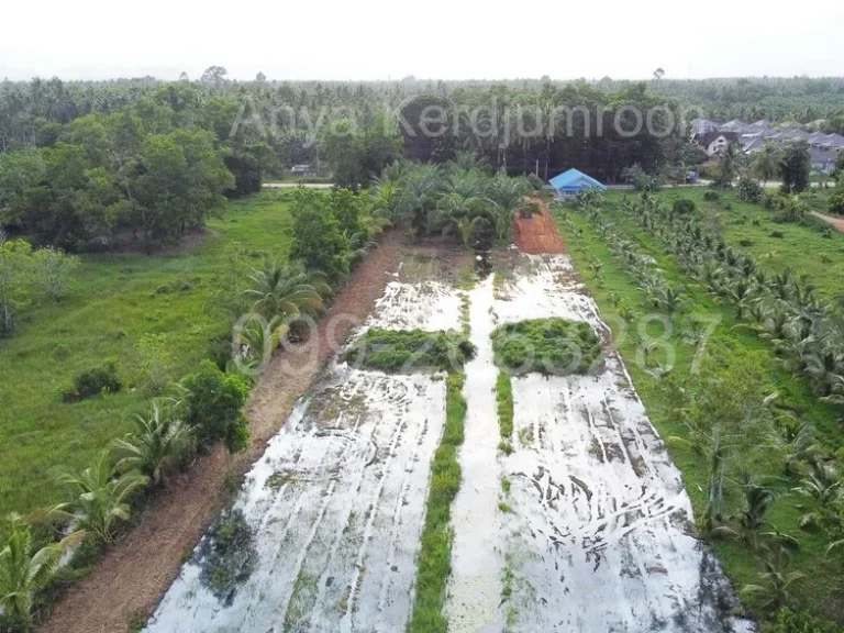 ที่ดินเปล่า ซอยคูขุด ตบางหมาก อเมืองชุมพร จชุมพร