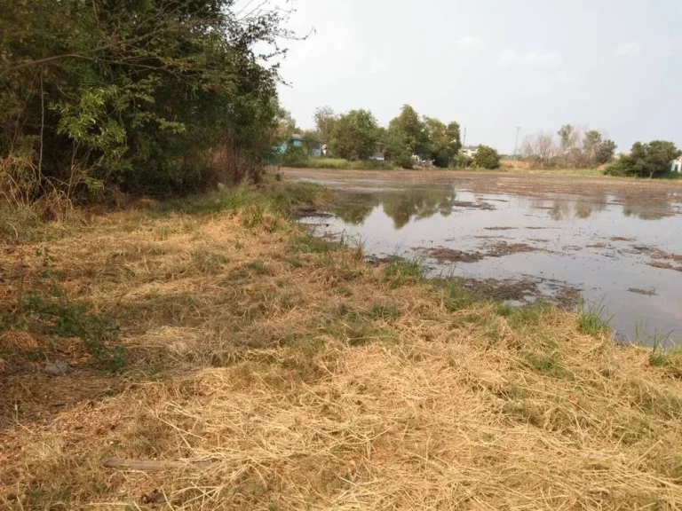 ขายที่ดินข้างมหาวิทยาลัยธรรมศาสตร์ ศูนย์รังสิต เนื้อที่ประมาณ 19 ไร่