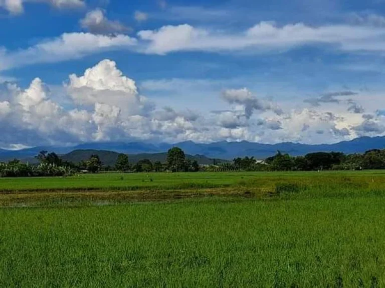 ขายที่นา ห่างถนนลาดยาง 30 เมตร บ้านแม่จ้องเหนือตลาดใหญดอยสะเก็ต