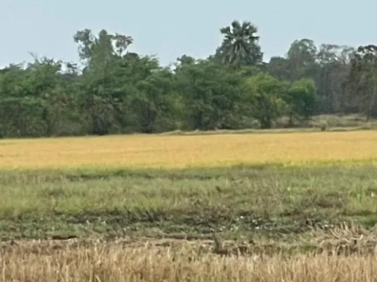 ขายที่ดิน มีไฟฟ้า มีบ่อบาดาล และน้ำประปาหมู่บ้าน ตั้งอยู่ วังปลายนา ต ห้วยพุก อ ดงเจริญ จ พิจิตร