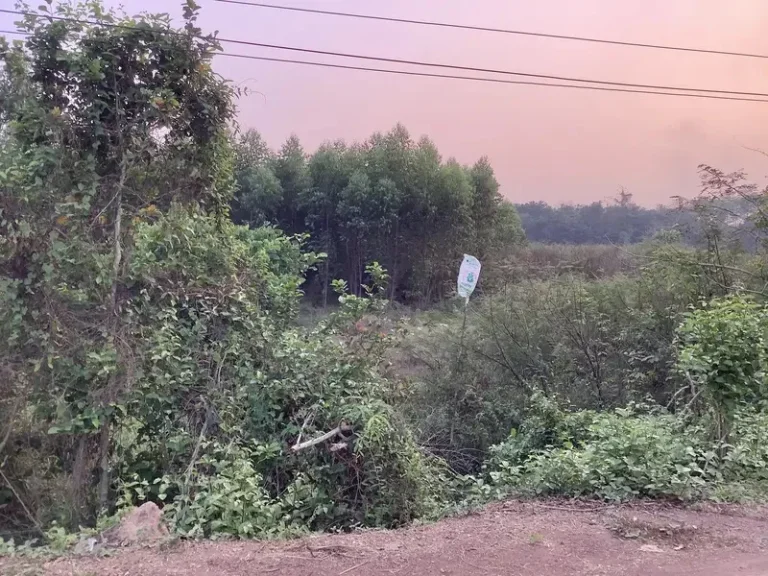 ขายที่ดินติดแม่น้ำปราจีนบุรี 18 ไร่ บรรยากาศดี อำเภอศรีมหาโพธิ จังหวัดปราจีนบุรี