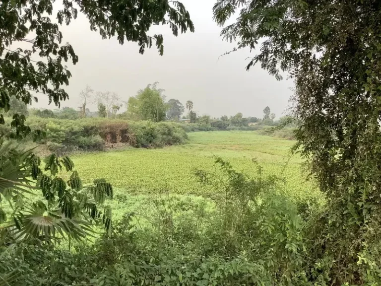 ขายที่ดินติดแม่น้ำปราจีนบุรี 18 ไร่ บรรยากาศดี อำเภอศรีมหาโพธิ จังหวัดปราจีนบุรี