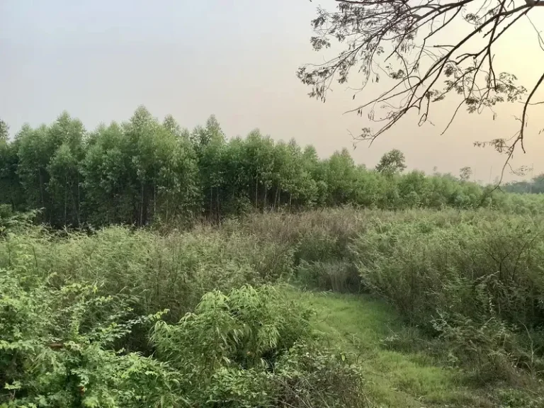 ขายที่ดินติดแม่น้ำปราจีนบุรี 18 ไร่ บรรยากาศดี อำเภอศรีมหาโพธิ จังหวัดปราจีนบุรี