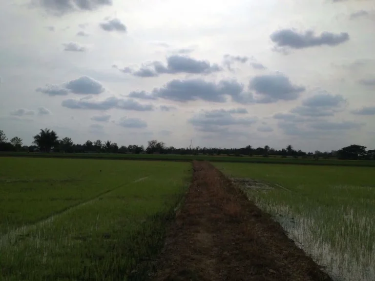 ขายที่ดินโฉนดครุฑแดงราคาถูก สามชุก จังหวัดสุพรรณบุรี