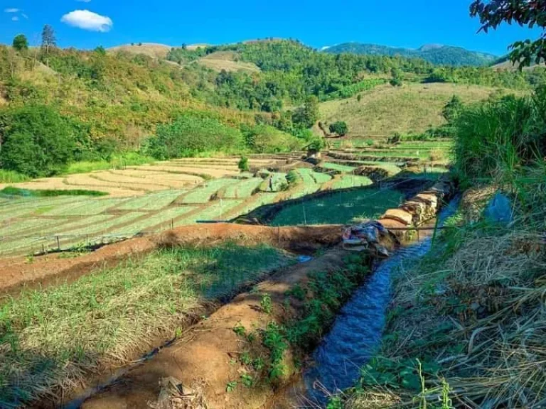 ขายที่นาขั้นบันไดติดถนนติดลำธารน้ำแม่แจ่มท่าผ่าเอกสาร นส3