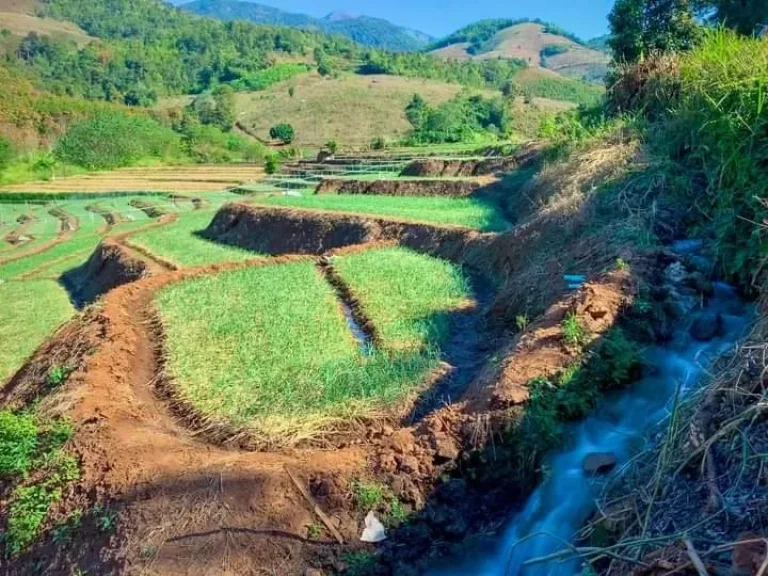 ขายที่นาขั้นบันไดติดถนนติดลำธารน้ำแม่แจ่มท่าผ่าเอกสาร นส3