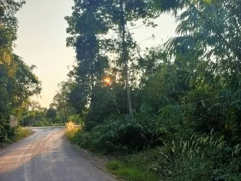 ที่ดินสวยใกล้ถนนสุวรรณศรใหม่ จปราจีนบุรี แหล่งคมนาคมกำลังเจริญเติบโตและจะขยายเพิ่มในอนาคตอันใกล้ ควรค่าแก่การครอบครอง