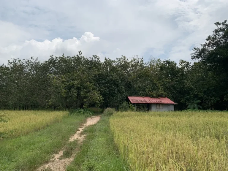 ขายด่วนที่ดินสวนยาง 23ไร่ติดถนนใหญ่ เขตชุมชนใกล้ตัวเมือง อำเภอโพนพิสัย