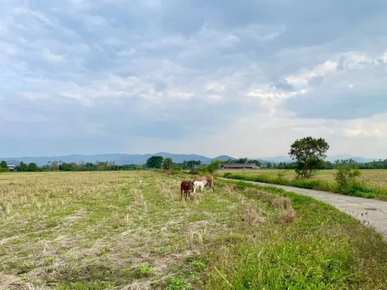 ขายที่ดิน 12-3-0 ไร่ ทุ่งนา วิวธรรมชาติ อดอยสะเก็ด เชียงใหม่