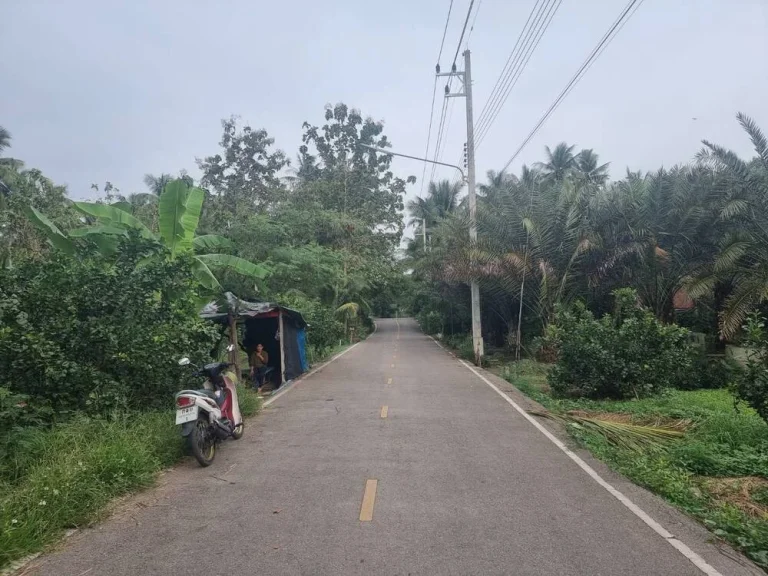 ขายที่ดินสวน 106ตรว ราคาถูก ติดถนนลาดยาง อัมพวา สมุทรสงคราม เหมาะปลูกบ้านสวน รีสอร์ท