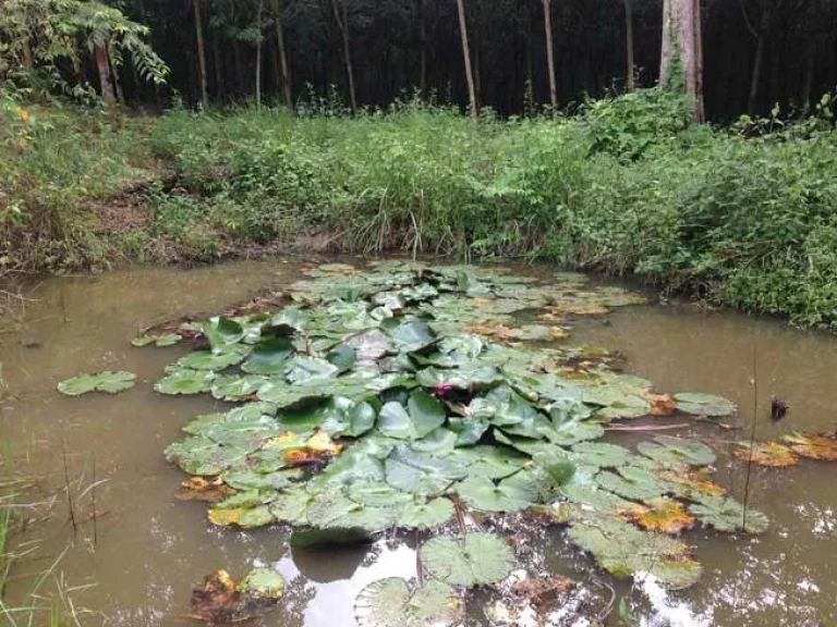 ขายสวนยาง 45 ไร่ พร้อมรับรายได้กรีดยาง ประมาณ15000 ขี้นไป