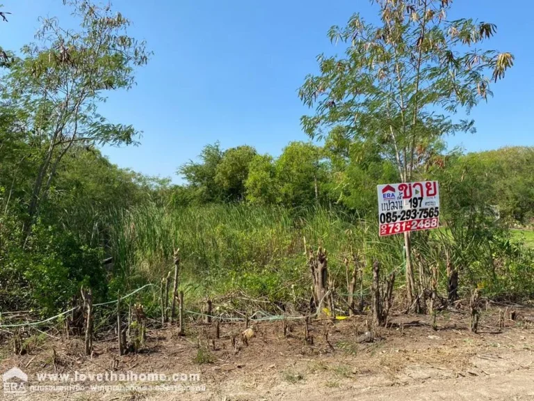 ขายที่ดินเปล่า คลองโยง ศาลายา ซศรีกมล ถบางภาษี พื้นที่197ตรว ทำเลดี ใกล้มราชภัฎสวนสุนันทา