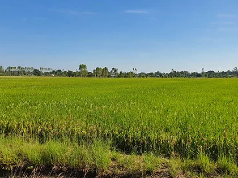 ที่ดินแปลงนี่ด้านล่างมีทรายจำนวนมาก ติดคลอง2ด้านและติดทางราดยาง 2 เลนน์ พื้นที่ 110ไร่เศษ ไฟฟ้า 3 เฟส